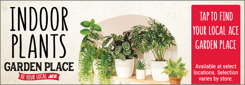Garden Place At Your Local Ace: Indoor Plants 